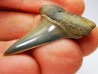 dent de requin: CARCHARODON HASTALIS - Miocène - Tielrode, Belgique