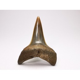dent de requin: CARCHARODON HASTALIS - Miocène - Tielrode, Belgique