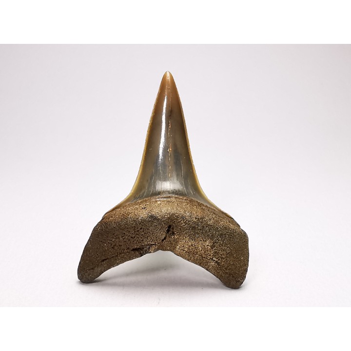 shark tooth: CARCHARODON HASTALIS   Miocene, Tielrode, Belgium