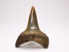 shark tooth: CARCHARODON HASTALIS   Miocene, Tielrode, Belgium