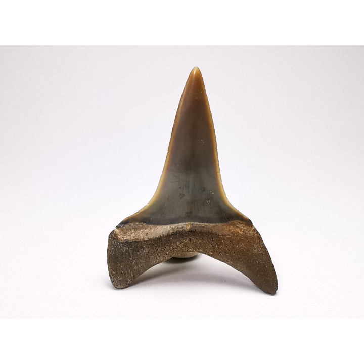 shark tooth: CARCHARODON HASTALIS   Miocene, Tielrode, Belgium
