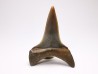 dent de requin: CARCHARODON HASTALIS - Miocène - Tielrode, Belgique