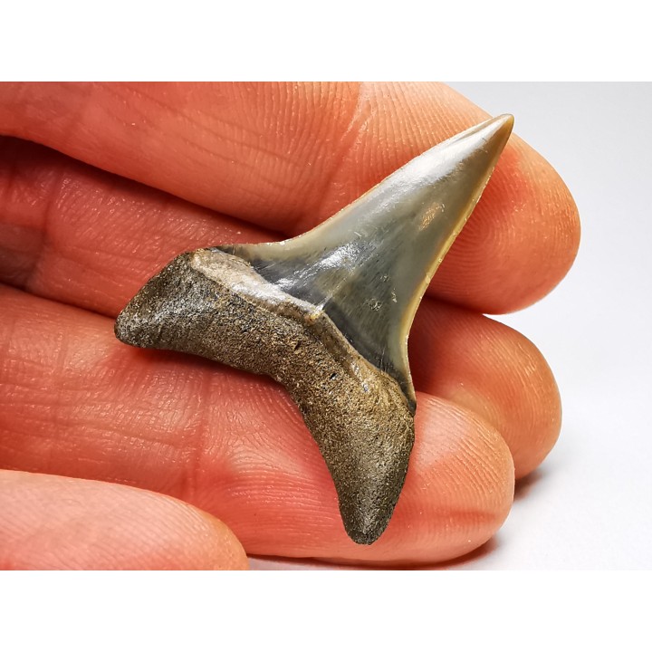 shark tooth: CARCHARODON HASTALIS   Miocene, Tielrode, Belgium
