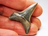 shark tooth: CARCHARODON HASTALIS   Miocene, Tielrode, Belgium