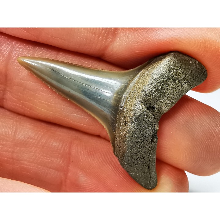 shark tooth: CARCHARODON HASTALIS   Miocene, Tielrode, Belgium