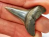 dent de requin: CARCHARODON HASTALIS - Miocène - Tielrode, Belgique