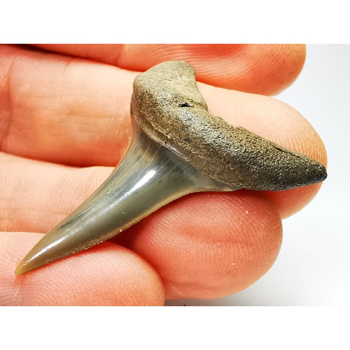 shark tooth: CARCHARODON HASTALIS   Miocene, Tielrode, Belgium