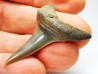 dent de requin: CARCHARODON HASTALIS - Miocène - Tielrode, Belgique
