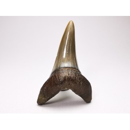 dent de requin: CARCHARODON HASTALIS - Miocène - Tielrode, Belgique