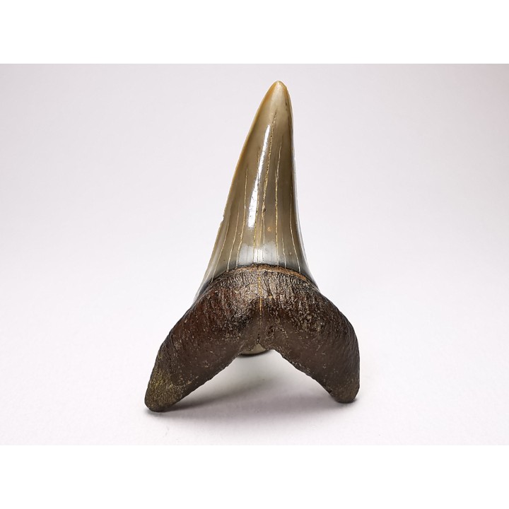 shark tooth: CARCHARODON HASTALIS   Miocene, Tielrode, Belgium