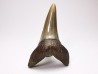 shark tooth: CARCHARODON HASTALIS   Miocene, Tielrode, Belgium