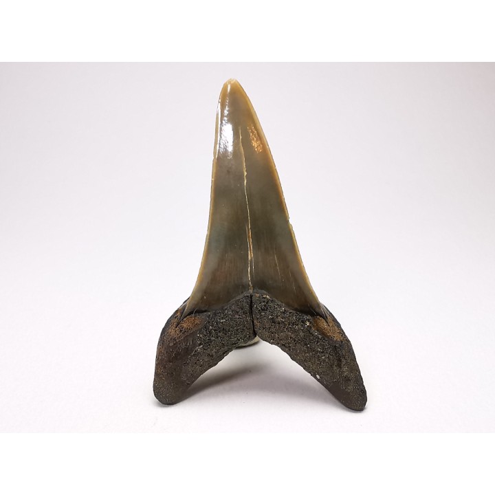 shark tooth: CARCHARODON HASTALIS   Miocene, Tielrode, Belgium