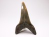 dent de requin: CARCHARODON HASTALIS - Miocène - Tielrode, Belgique
