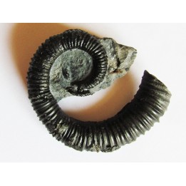 KARSTENICERAS BEYRICHI (1)
