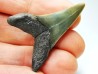 dent de requin: CARCHARODON HASTALIS - Miocène - Tielrode, Belgique