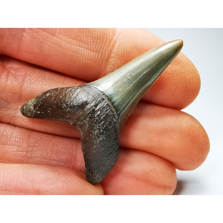 shark tooth: CARCHARODON HASTALIS   Miocene, Tielrode, Belgium