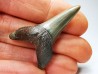 dent de requin: CARCHARODON HASTALIS - Miocène - Tielrode, Belgique