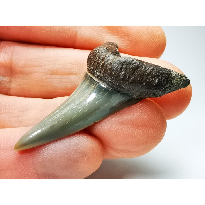 dent de requin: CARCHARODON HASTALIS - Miocène - Tielrode, Belgique