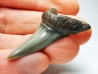 shark tooth: CARCHARODON HASTALIS   Miocene, Tielrode, Belgium
