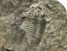 Phacopidina micheli - Llandeilo inférieur - Mortain, la gare - 50 - FRANCE