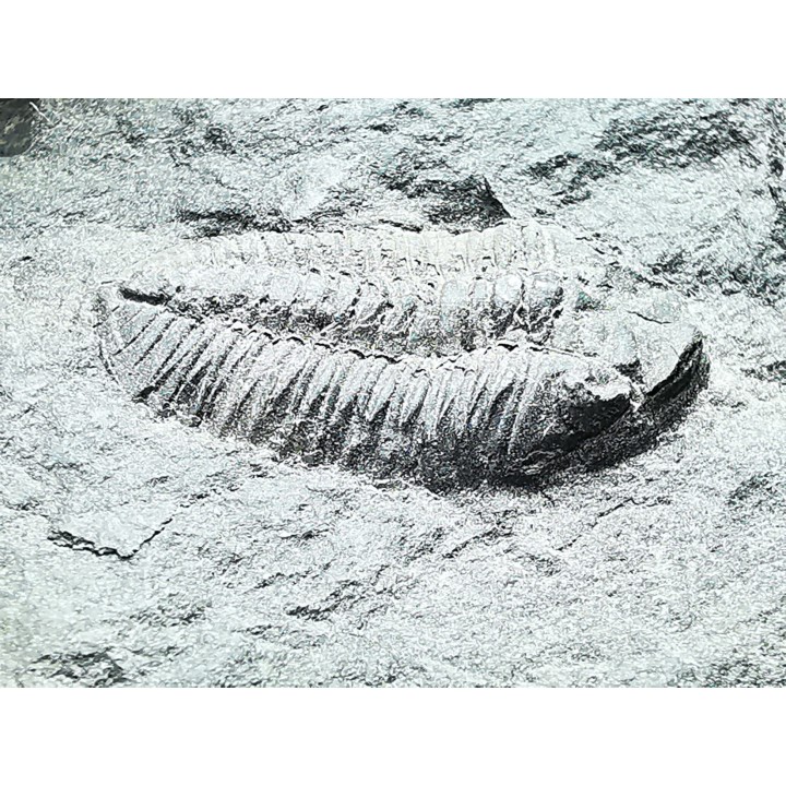 Phacopidina micheli - Llandeilo inférieur - Mortain, la gare - 50 - FRANCE