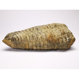 Neseuretus tristani - Ordovicien - La Meignanne (49) - FRANCE