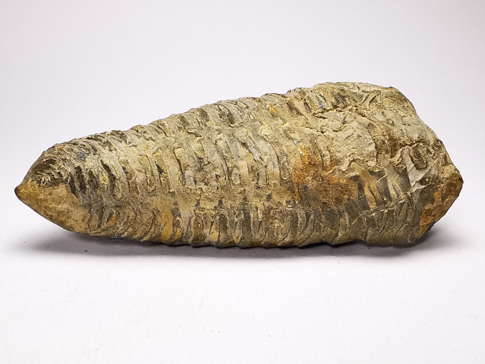 Neseuretus tristani - Ordovician - La Meignanne (49), France