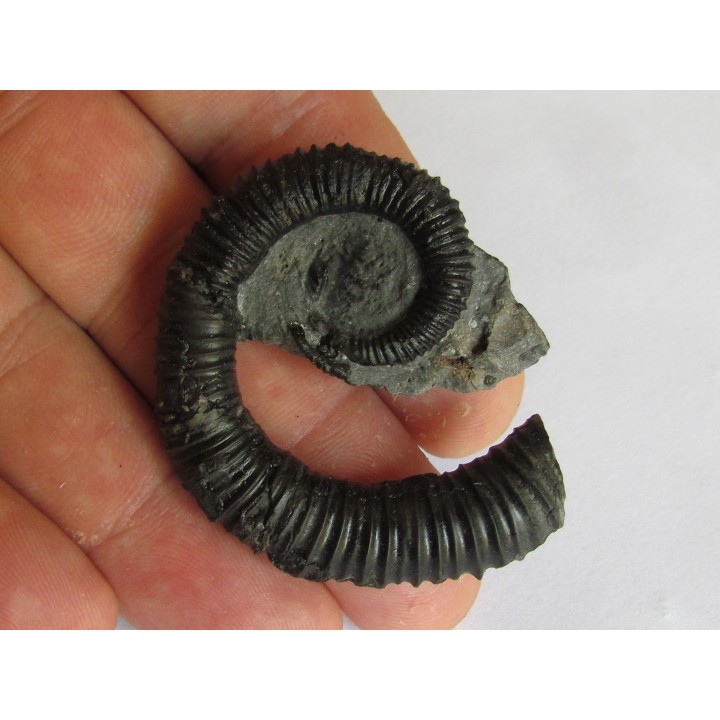 KARSTENICERAS BEYRICHI (1)