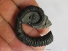 KARSTENICERAS BEYRICHI (1)