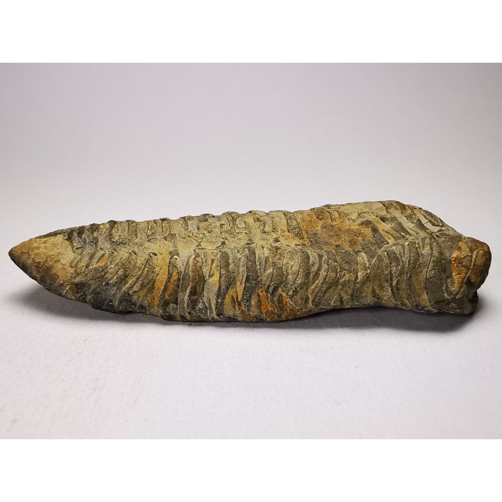 Neseuretus tristani - Ordovician - La Meignanne (49), France