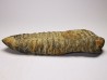 Neseuretus tristani - Ordovician - La Meignanne (49), France