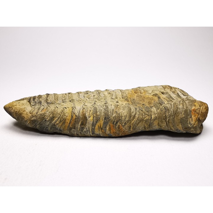 Neseuretus tristani - Ordovicien - La Meignanne (49) - FRANCE