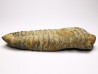 Neseuretus tristani - Ordovician - La Meignanne (49), France