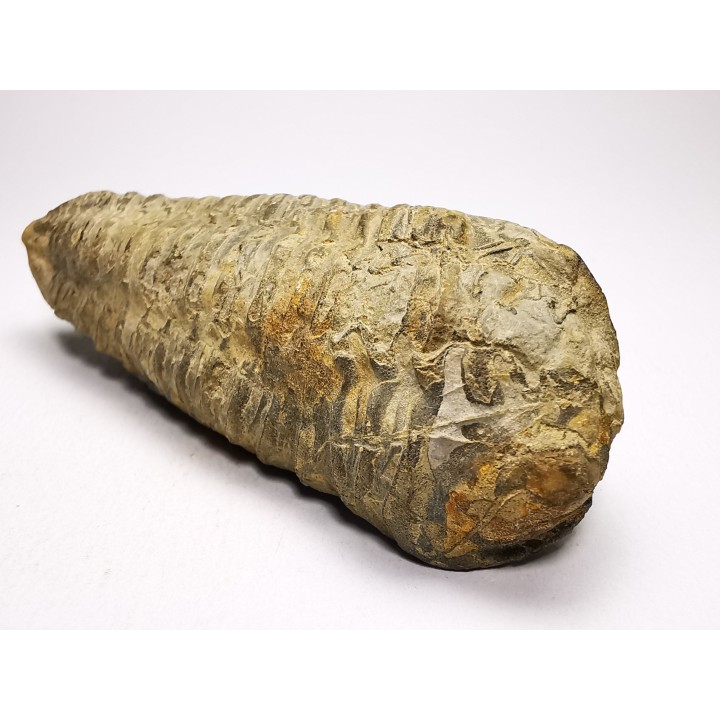 Neseuretus tristani - Ordovician - La Meignanne (49), France
