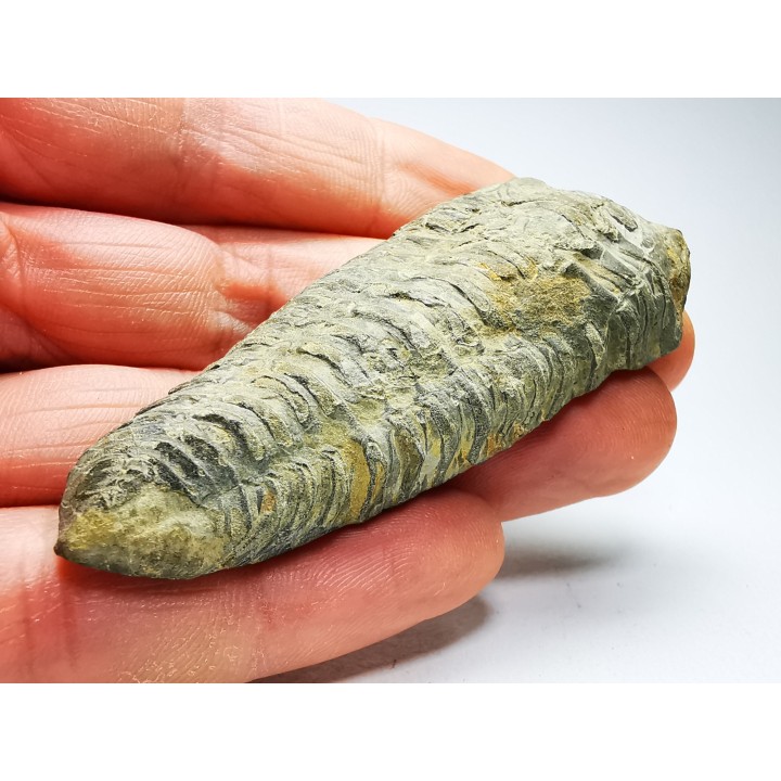 Neseuretus tristani - Ordovician - La Meignanne (49), France
