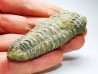 Neseuretus tristani - Ordovician - La Meignanne (49), France