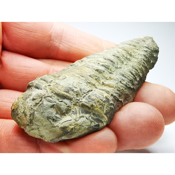 Neseuretus tristani - Ordovician - La Meignanne (49), France