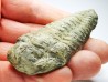 Neseuretus tristani - Ordovicien - La Meignanne (49) - FRANCE