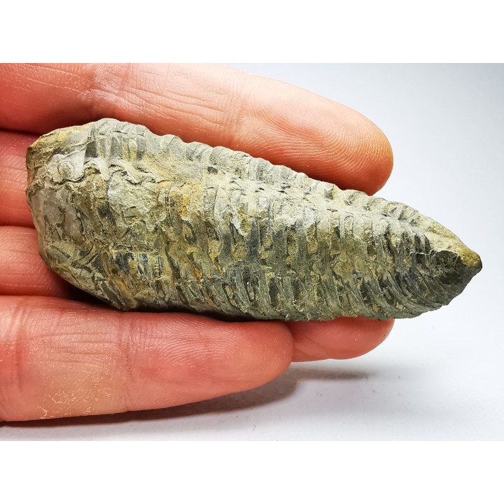 Neseuretus tristani - Ordovician - La Meignanne (49), France