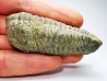 Neseuretus tristani - Ordovicien - La Meignanne (49) - FRANCE