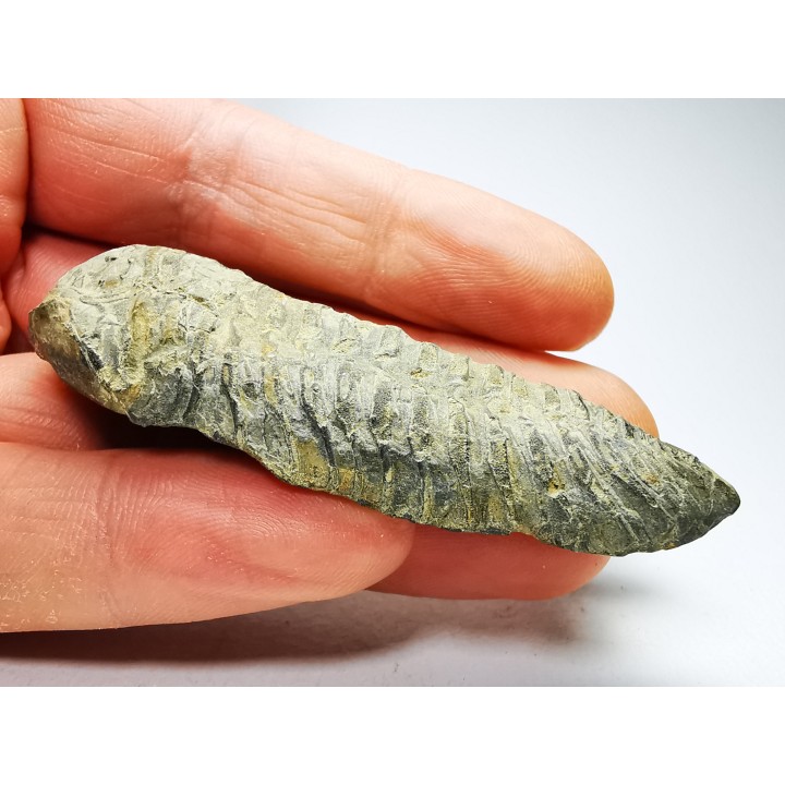 Neseuretus tristani - Ordovician - La Meignanne (49), France