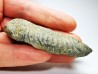 Neseuretus tristani - Ordovician - La Meignanne (49), France