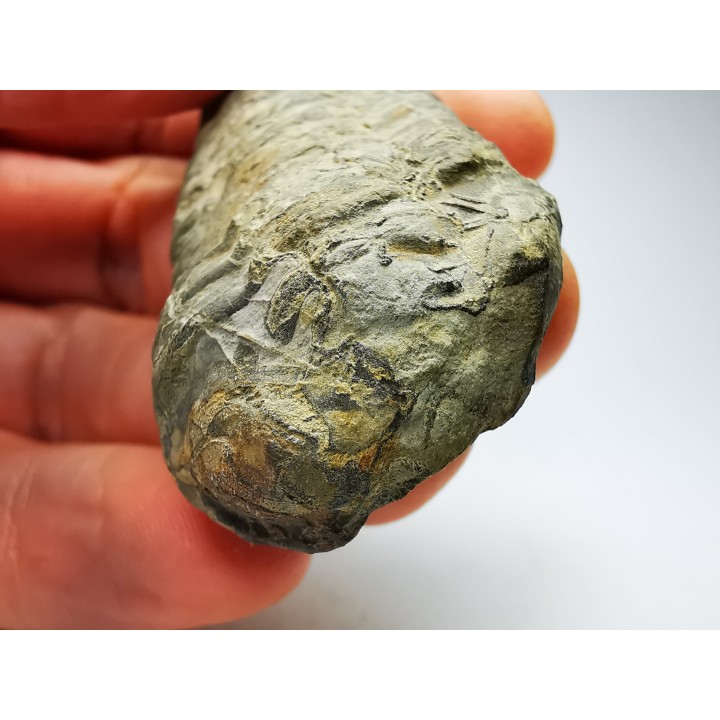 Neseuretus tristani - Ordovicien - La Meignanne (49) - FRANCE