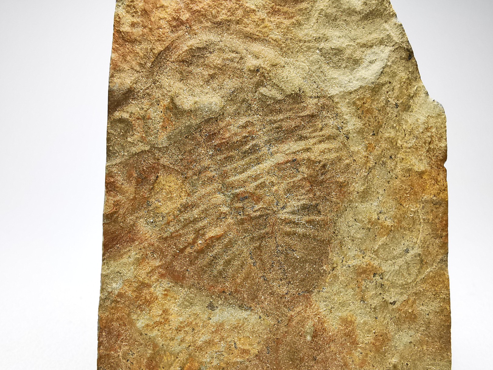 Ogygiocarella sp. - middle Ordovician - Wales
