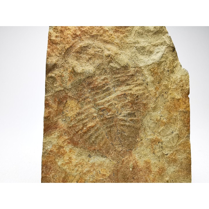 Ogygiocarella sp.  - middle Ordovician - Wales