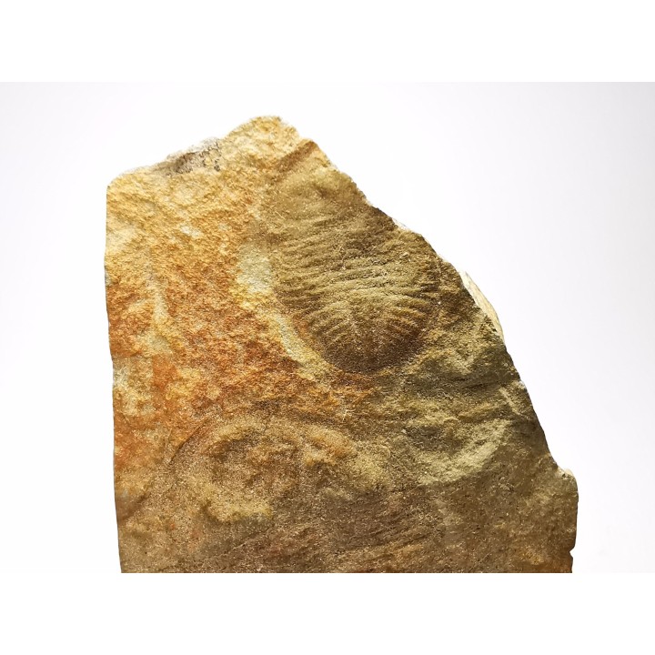 Ogygiocarella sp. - Ordovicien - Pays de Galles