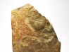 Ogygiocarella sp. - middle Ordovician - Wales