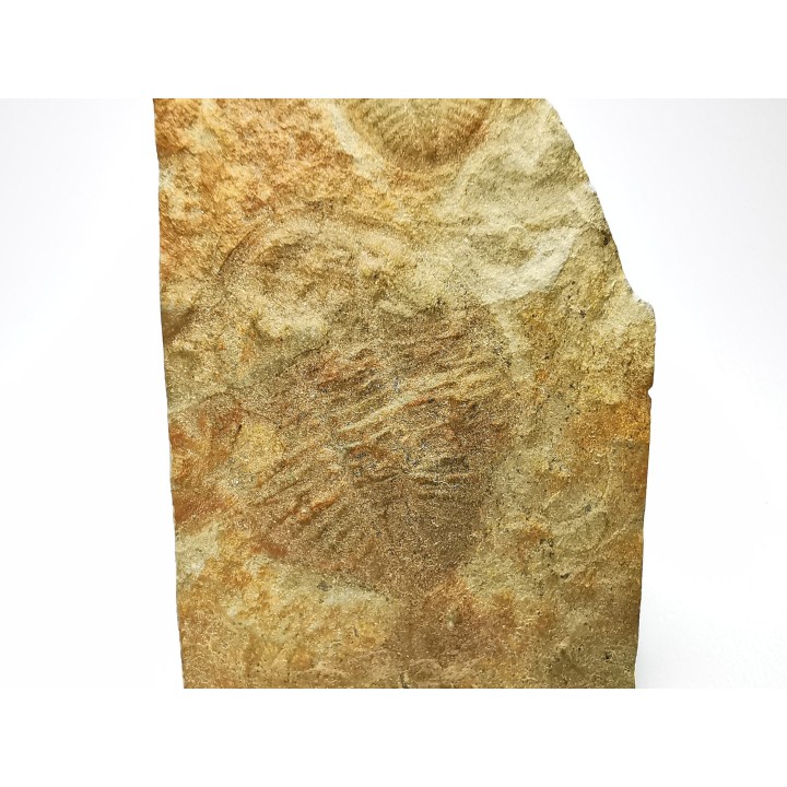 Ogygiocarella sp.  - middle Ordovician - Wales
