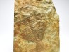 Ogygiocarella sp. - middle Ordovician - Wales