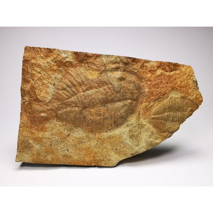 Ogygiocarella sp.  - middle Ordovician - Wales